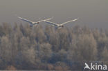 Mute Swan (Cygnus olor)