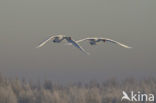 Knobbelzwaan (Cygnus olor)