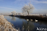 Knobbelzwaan (Cygnus olor)