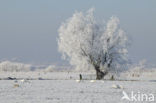 Knotwilg (Salix alba)