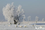 Knotwilg (Salix alba)