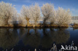 Knotwilg (Salix alba)