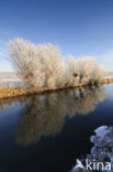 Knotwilg (Salix alba)