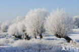 Knotwilg (Salix alba)