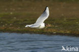 Black-headed Gull (Larus ridibundus)