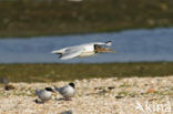 Black-headed Gull (Larus ridibundus)