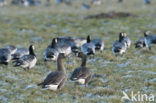 White-fronted goose (Anser albifrons)