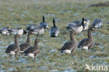 White-fronted goose (Anser albifrons)