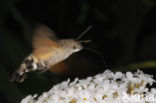 Kolibrievlinder (Macroglossum stellatarum)