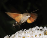 Kolibrievlinder (Macroglossum stellatarum)