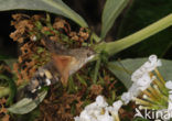 Kolibrievlinder (Macroglossum stellatarum)