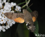 Humming-bird Hawk-moth (Macroglossum stellatarum)