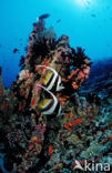 Pennant coralfish