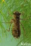 Korenbout sp. (Libellula sp.)