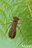 Korenbout sp. (Libellula sp.)