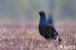 Black Grouse (Tetrao tetrix)