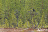 Black Grouse (Tetrao tetrix)