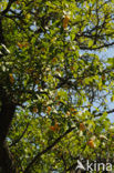 Bullace (Prunus domestica insititia)