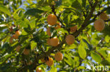 Bullace (Prunus domestica insititia)