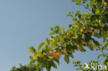 Bullace (Prunus domestica insititia)