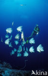 Longfin batfish (Platax teira)