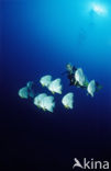 Longfin batfish (Platax teira)