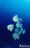 Longfin batfish (Platax teira)