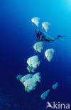 Longfin batfish (Platax teira)