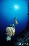 Longfin batfish (Platax teira)