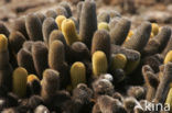 Lava cactus (Brachycereus nesioticus) 