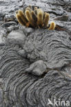 Lava cactus (Brachycereus nesioticus) 