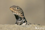 Lava lizard (Tropidurus spec.)