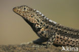 Lava lizard (Tropidurus spec.)