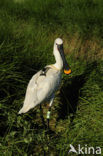 Eurasian Spoonbill (Platalea leucorodia)