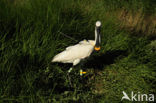 Lepelaar (Platalea leucorodia)