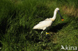 Eurasian Spoonbill (Platalea leucorodia)