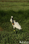 Eurasian Spoonbill (Platalea leucorodia)