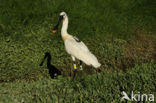 Eurasian Spoonbill (Platalea leucorodia)