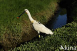 Eurasian Spoonbill (Platalea leucorodia)