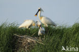 Lepelaar (Platalea leucorodia)