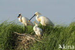 Lepelaar (Platalea leucorodia)