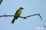 Lesser Kiskadee (Philohydor lictor)