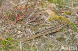 Levendbarende hagedis (Zootoca vivipara) 