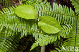 Licorice Fern (Polypodium glycyrrhiza)