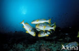 Oriental sweetlips (Plectorhinchus orientalis)