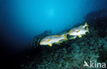 Oriental sweetlips (Plectorhinchus orientalis)