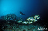 Oriental sweetlips (Plectorhinchus orientalis)