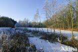 Bulrush (Typha)