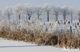 Bulrush (Typha)