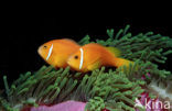 Maladiven Anemoonvis (Amphiprion nigripes)